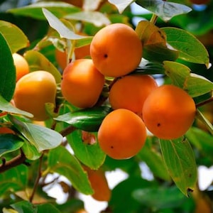 May include: Close-up of a persimmon tree branch laden with ripe, orange fruit. The persimmons are round and smooth, contrasting with the green leaves. The image captures the natural beauty of the fruit and foliage.