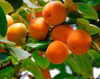 3 American Persimmon Trees 2–3 Ft Tall Bare Root • Hardy Native Fruit Tree • Deer Wildlife Tree • Homestead Orchard Tree