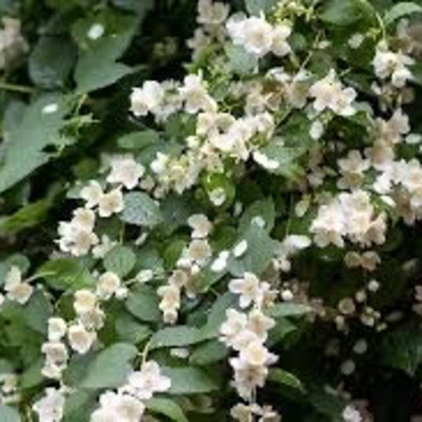 2 Mock Orange trees shrubs fast growing fragrant flower bush attracts butterflies