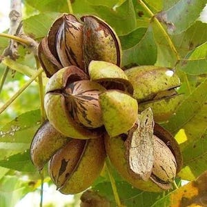 May include: A cluster of ripening pecans hanging from a tree branch. The nuts are encased in thick, fibrous green husks that are splitting open to reveal the smooth, brown, oval-shaped shells of the pecans inside, surrounded by green leaves.