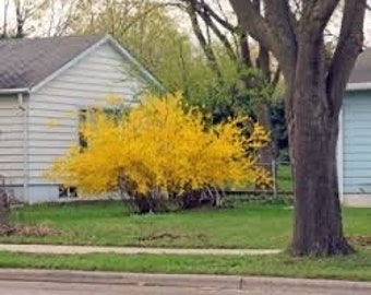 2 Forsythia Shrubs/bushes Live Plants 1 to 2 ft tall bright yellow early spring blooms!