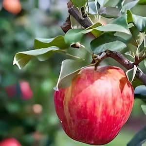 One live Honeycrisp Apple Tree 2 foot tall now Honey crisp ready to plant sweet popular apple variety