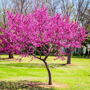 TWO live eastern REDBUD tree 2ft tall ornamental beauty vibrant spring blooms heart shaped leaves and fall color