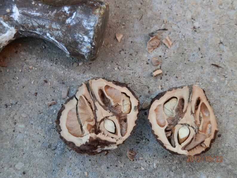 2 Lbs Fresh Black Walnuts in Shell 2 Pounds 2021 INDIANA Etsy