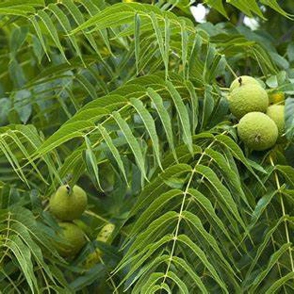 2 live Black Walnut trees 1-2 ft tall now WILDLIFE feeding delicious nut tree