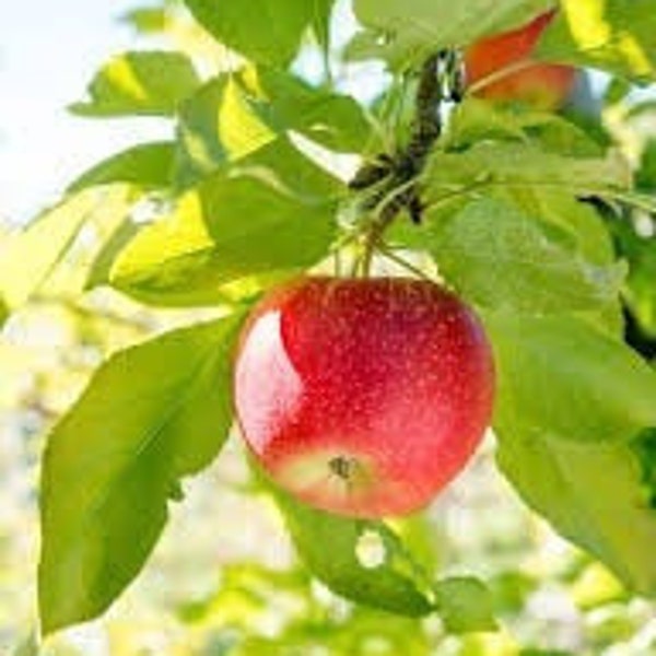 1 Red Delicious Apple Tree 2ft tall now live tree