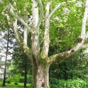 May include: A large, mature sycamore tree with a white bark and green leaves. A person stands in front of the tree, with their arms outstretched to show the tree's size.
