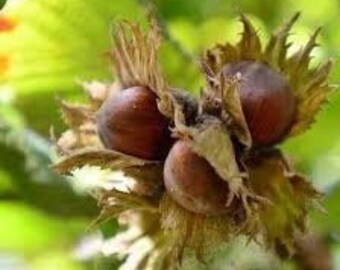 2 hazelnut trees 1-2ft tall ready to plant now