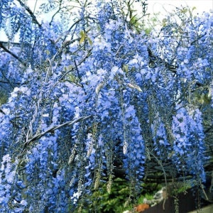 May include: A close-up of a wisteria plant with cascading clusters of blue flowers. The flowers are densely packed, creating a full and vibrant display. The image captures the delicate texture and color of the blossoms.