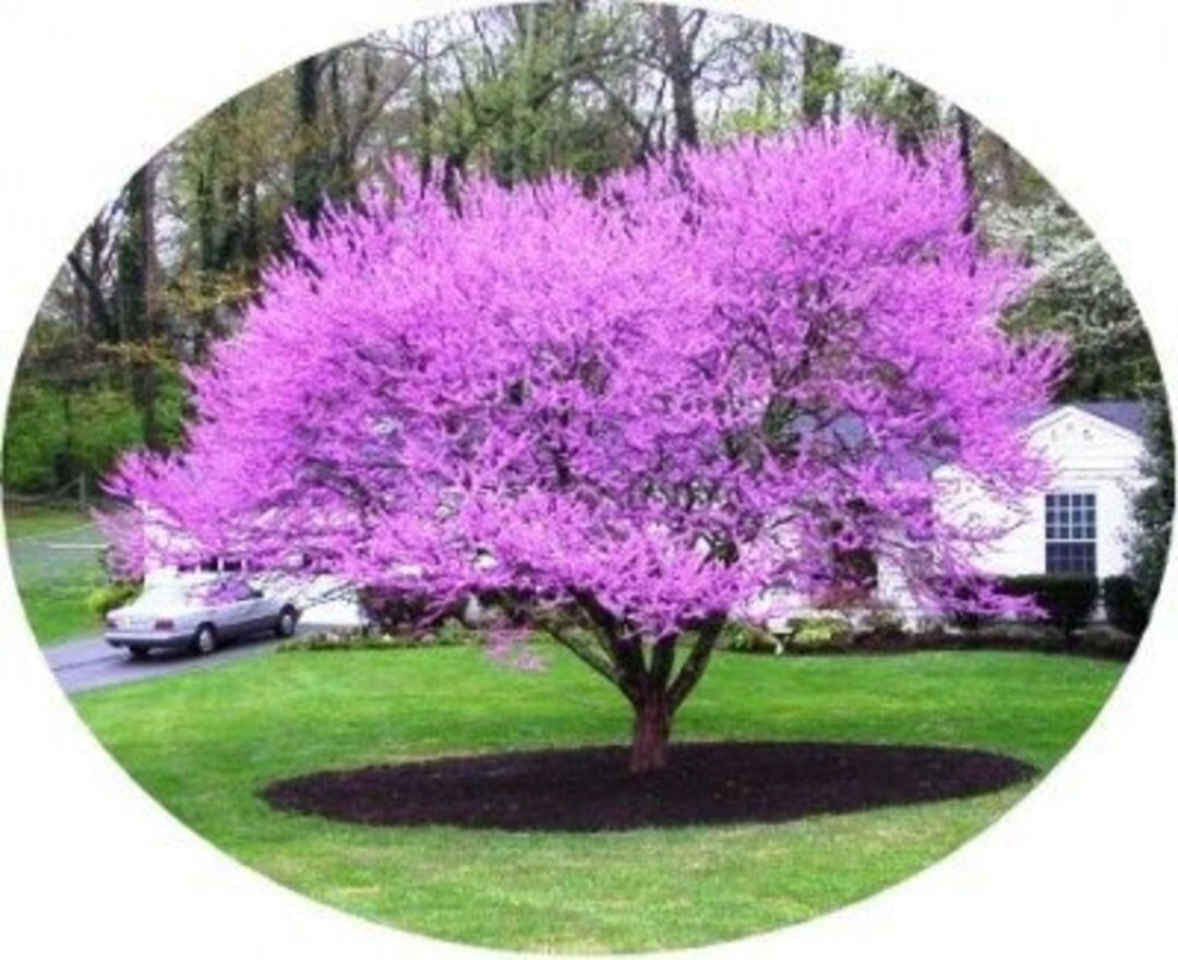 8 Beautiful Redbud Tree Cuttings Live Trees Blooms Fall Color Spring