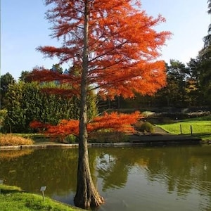 May include: A tall tree with vibrant orange foliage stands beside a calm pond. The tree's trunk is brown and textured, with its roots partially submerged in the water. Lush green bushes and trees form a backdrop under a clear blue sky.