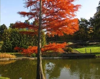 Bald Cypress – 3 Live Trees • 12–20” Tall • Bare Root • Hardy Native