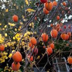 May include: A branch of a tree laden with ripe orange persimmons. The persimmons are clustered together on the branches, with some hanging down.