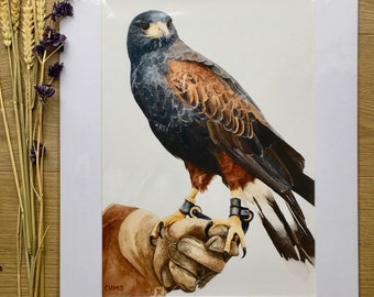 Harris Hawk watercolour Giclee Print/Bird of Prey/Watercolour bird painting/Falconry homeware/Falconry gloves/Art/Bird Gifts/limited edition