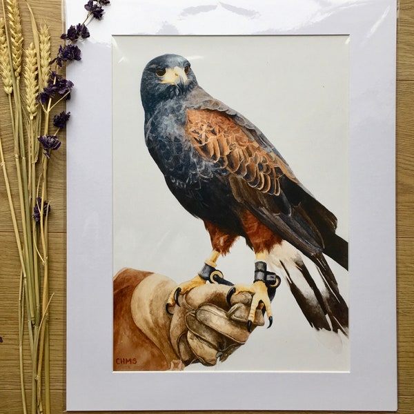 Harris Hawk watercolour Giclee Print/Bird of Prey/Watercolour bird painting/Falconry homeware/Falconry gloves/Art/Bird Gifts/limited edition