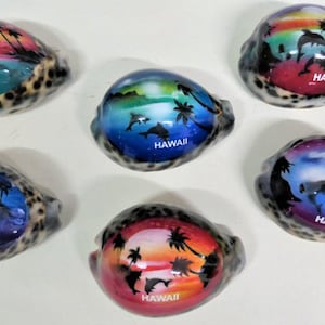 Airbrush Cowrie Shells, Assorted Colors, 3 X 2.25 Inches