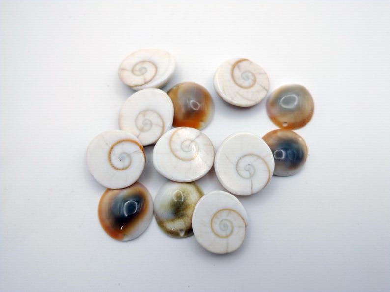 Thai Shiva Eye Charms, Shell Charms, DIY Jewelry, Natural Shells 1 Pc ...