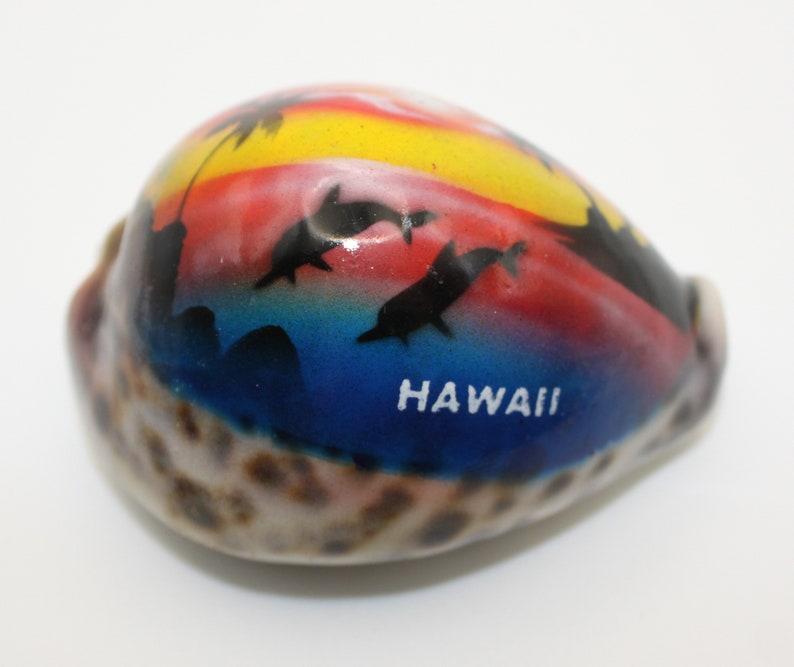 Airbrush Cowrie Shells, Assorted Colors, 3 X 2.25 Inches - Etsy