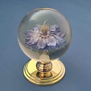 Könnte beinhalten: Eine klare Glaskugel mit einer blauen Blume, die auf einem goldfarbenen Sockel montiert ist. Die zarten Blütenblätter der Blume sind in der Kugel sichtbar. Der Sockel hat ein kreisförmiges Design. Der Hintergrund ist einfarbig blau.