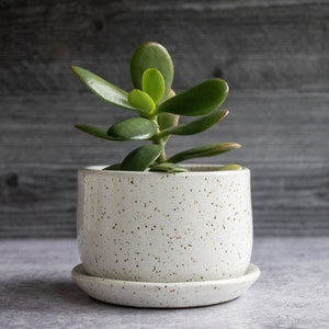 Op de afbeelding: Een kleine, gespikkelde witte keramische plantenpot met een bijpassende schotel bevat een jadeplant. De plant heeft dikke, ovale, groene bladeren. De pot staat op een grijze ondergrond tegen een grijze achtergrond van houten panelen.