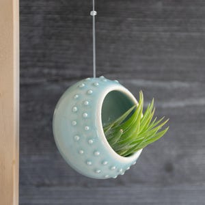 Pode incluir: Um vaso suspenso de cerâmica azul claro, com formato esférico e pequenos pontos brancos em relevo. Contém uma planta aérea verde. O vaso é suspenso por um fio transparente de um pino de madeira.