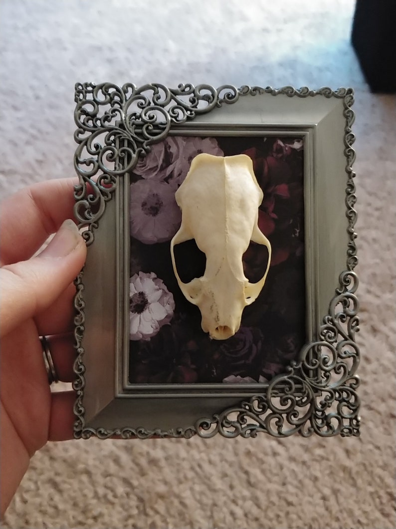 Mink Skull