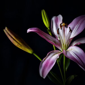 Dark & Moody Purple Stargazer Lily