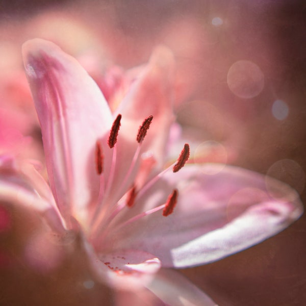 Lily Macro Photography Print