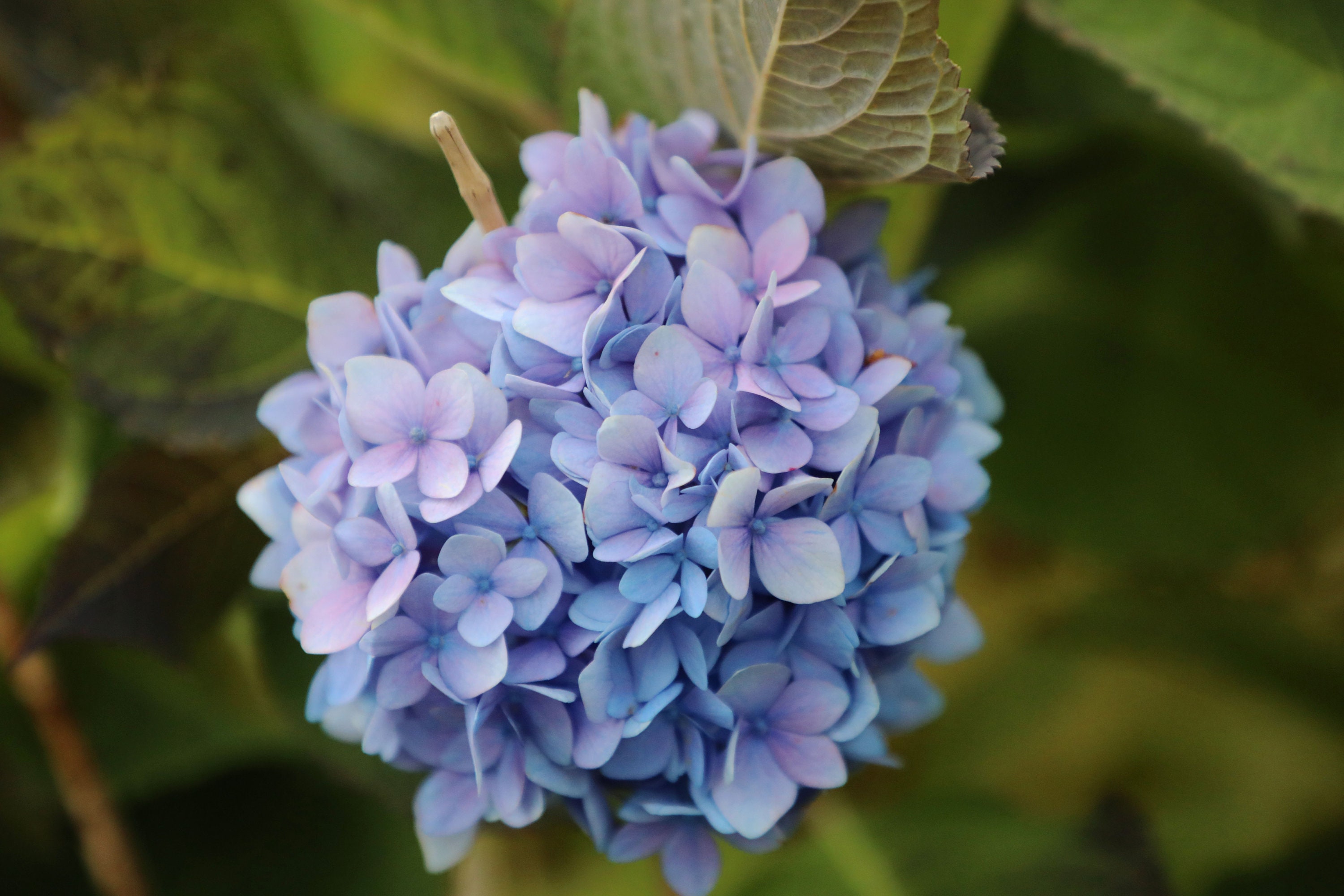 Blue Purple Hydrangea Etsy