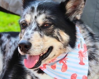 Nautical Dog Bandana (Over the Collar Style), Lobster Stripe & Beach Bum, Gift for Dog