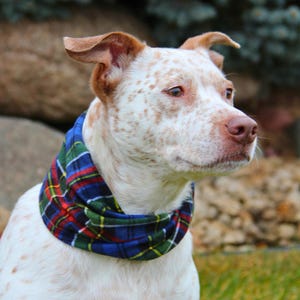 May include: A white dog with brown spots and ears wearing a blue, green, and red plaid scarf. The dog is looking to the right, with a blurred background of rocks and greenery.