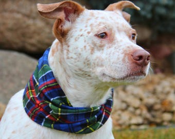May include: A dog with white fur and brown markings, wearing a blue, green, and red tartan scarf. The dog is looking to the right, with a blurred background of rocks and greenery.