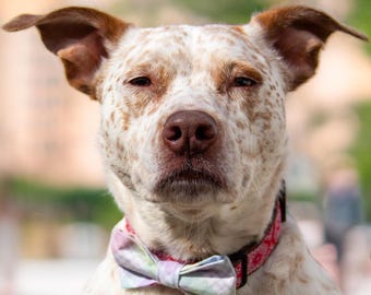 Easter Dog Bow Tie, Pastel Plaid Slide on Collar Bow Tie, Pet Collar Bow, Spring Bow Ties for Dog Collar, Easter Cat Bow Tie, Pet Bow Tie