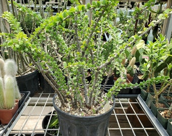 Alluaudia humbertii - Madagascar - Rare - Rooted Cutting
