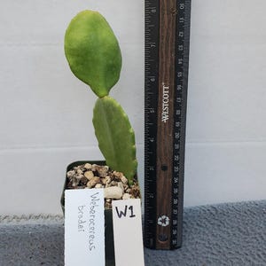 Weberocereus Bradei - Rare Cactus - Lot W1 - Etsy