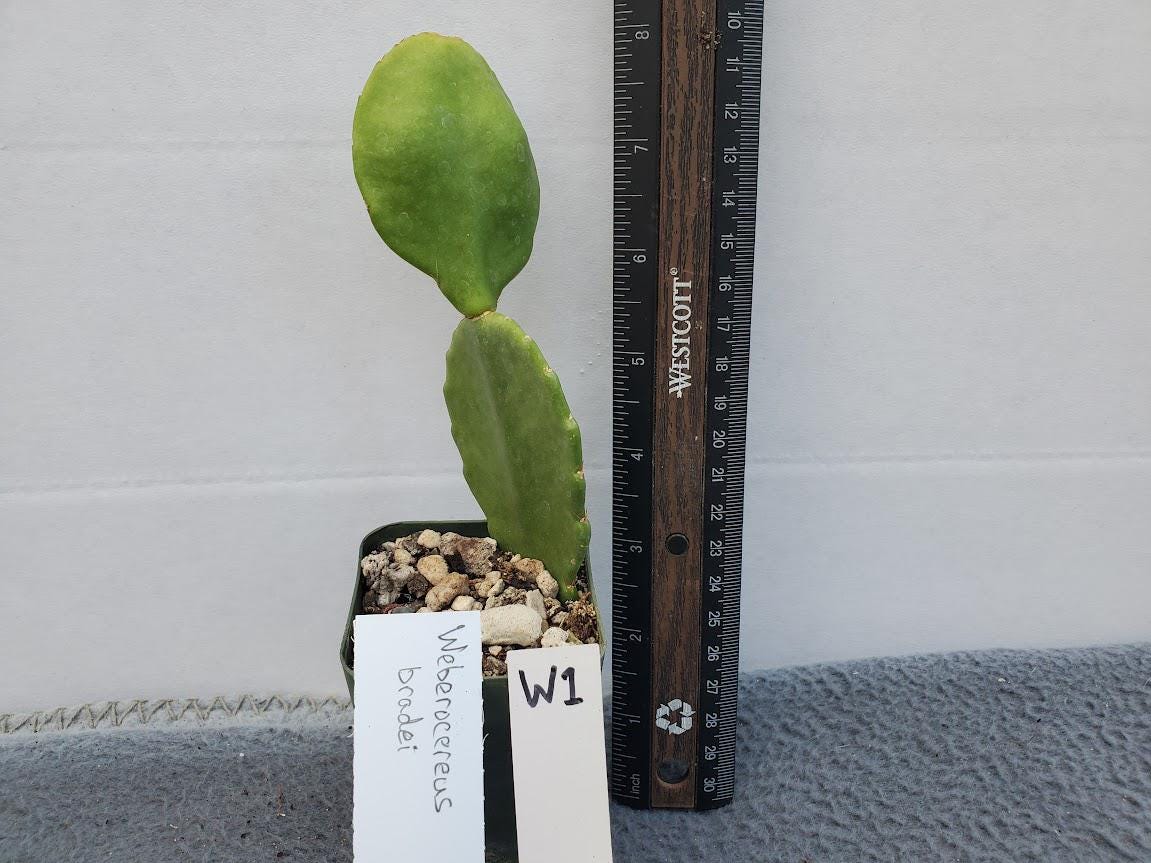 Weberocereus Bradei - Rare Cactus - Lot W1 - Etsy