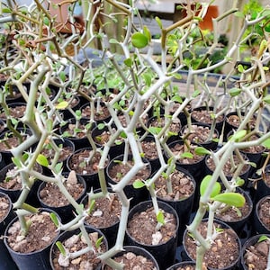 May include: A close-up view of a collection of small potted plants with spiky, white stems and green leaves. The plants are arranged in a grid pattern and are all in black plastic pots.