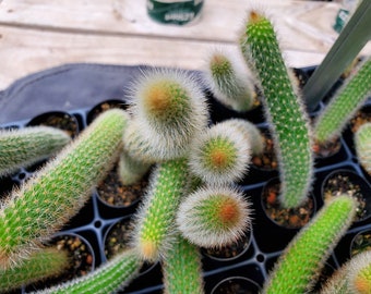 Fox Tail Cactus - Cleistocactus brookeae ssp vulpis-cauda 18 Month Old Seedlings