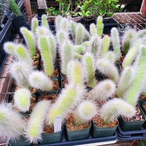 May include: A collection of small, cylindrical cacti planted in individual black plastic pots. Each cactus features a vibrant light green body covered in a dense layer of long, soft, white, hair-like spines, creating a fuzzy appearance across the group.