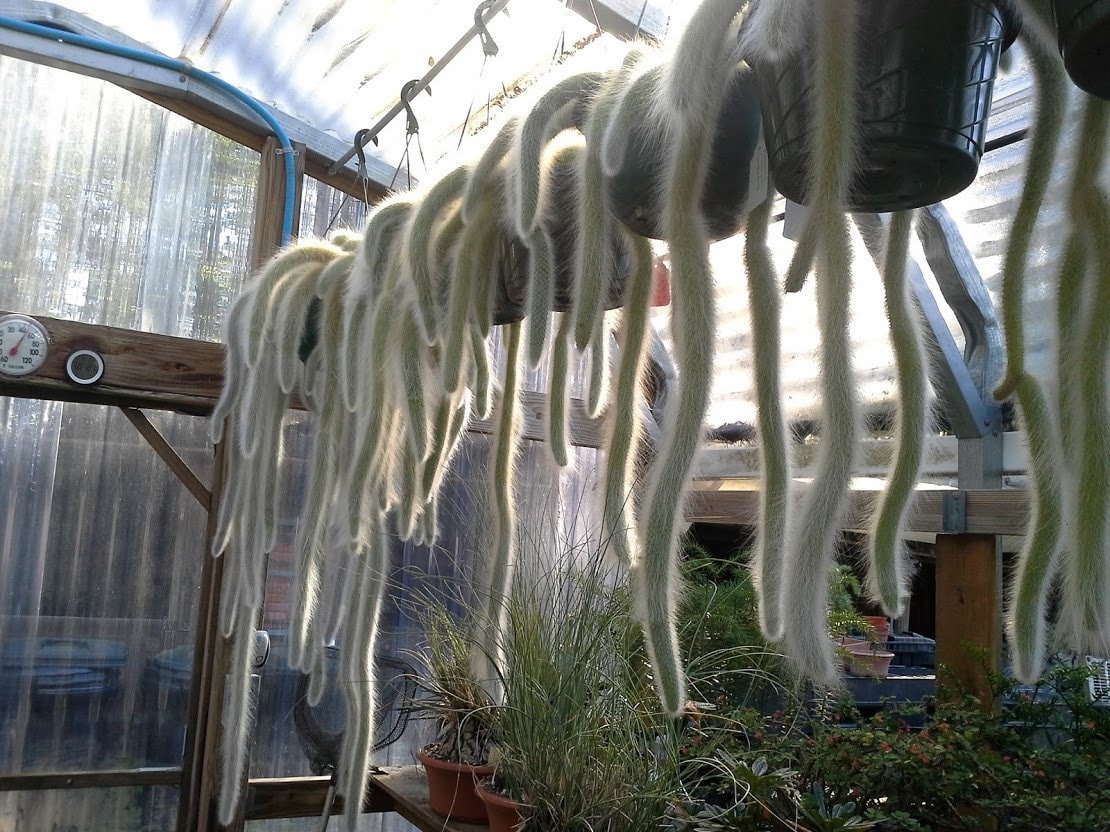 Monkey Tail Cactus - 25 Seeds - From Hand Pollinated Flowers - From Top Quality Tails - Best Of The Best