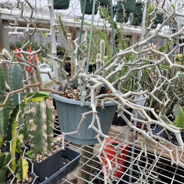 Decarya madagascariensis - Planta Zig Zag - Decaria - Decaryia - Planta rara de Madagascar - 1 esqueje - Enraizado - Ramificado de 7 "- 10" de largo.