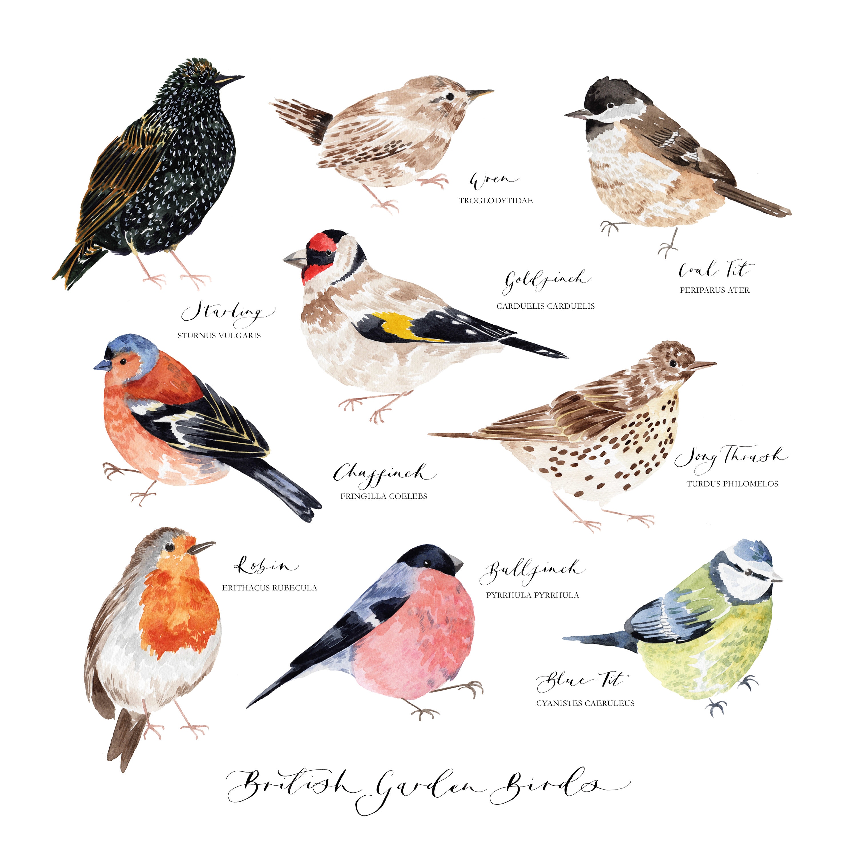 British Garden Bird Illustrated Giclée Print British Bird | Etsy