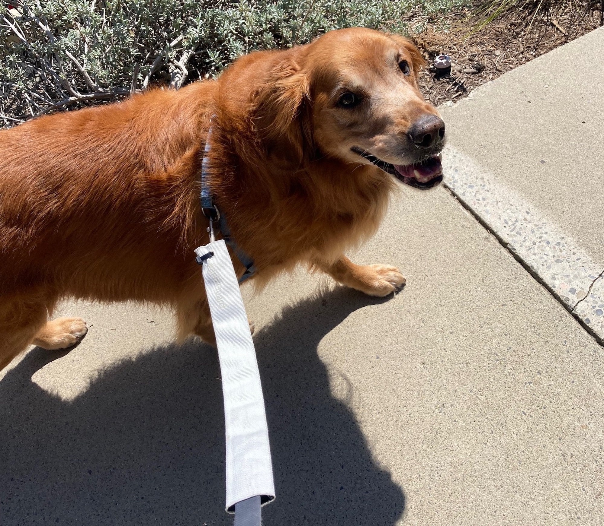 Chew guard leash protector sales