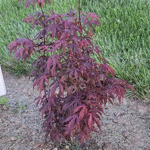 Summer Special - Acer Palmatum - Bloodgood Japanese Maple. Bare root seedlings (1st year seedlings, two leaf)