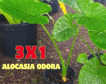 12-24" (3) Alocasia Odora Elephant Ear Live Plants!!!