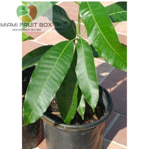 Premium Florida Tropical Mango Live Tree Seedling - Ready to Plant! (Free Shipping)