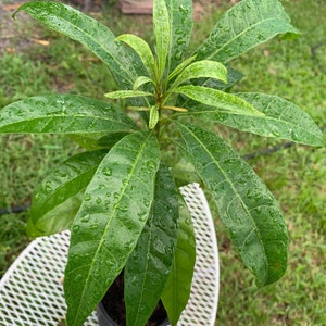 Canistel Live Fruit Plant Tree Eggfruit Yellow Sapote (Pouteria Campechiana)Free Shipping!