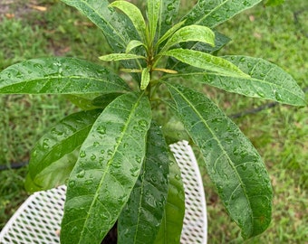 Canistel Live Fruit Plant Tree Eggfruit Yellow Sapote (Pouteria Campechiana)Free Shipping!