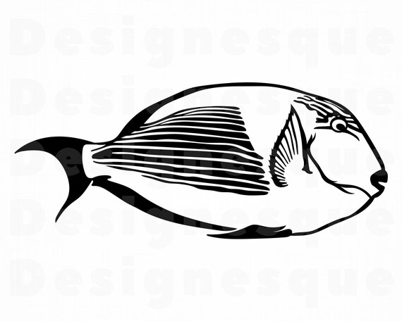 Download Parrot Fish Svg Tropical Fish Svg Parrot Fish Clipart Parrot Fish Files For Cricut Parrot Fish Cut Files For Silhouette Dxf Png Eps