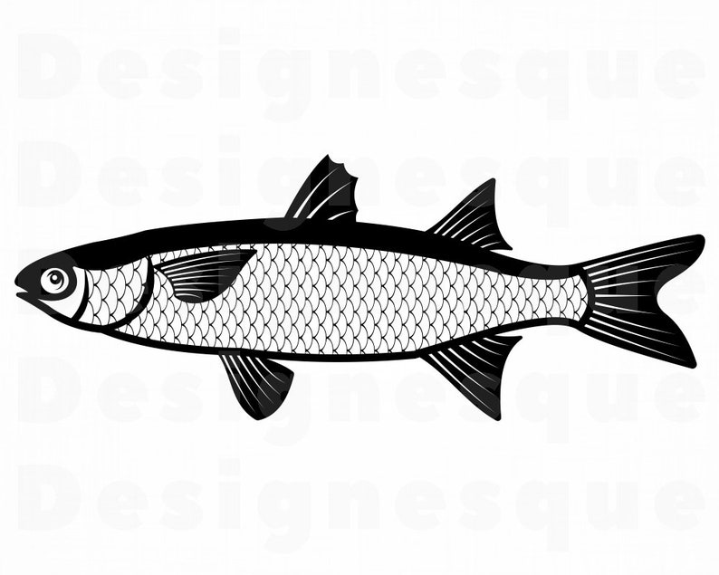 Mullet SVG Fishing Svg Fish Svg Fishing Clipart Fishing | Etsy
